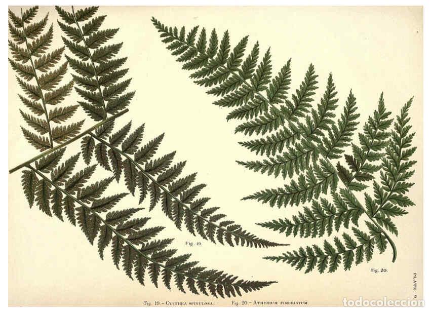 Collezionismo di Riviste e Giornali: Reproducci&oacute;n/Reproduction 6025784144: Album of Indian ferns London :W. Day, 1887 - C.E. Baynes