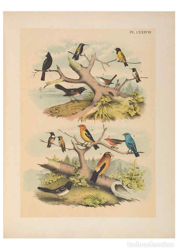 Collezionismo di Riviste e Giornali: Reproducci&oacute;n/Reproduction 6022711458: The birds of North America New York :Published under the auspi