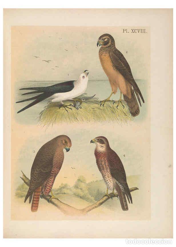 Collezionismo di Riviste e Giornali: Reproducci&oacute;n/Reproduction 6022716432: The birds of North America New York :Published under the auspi