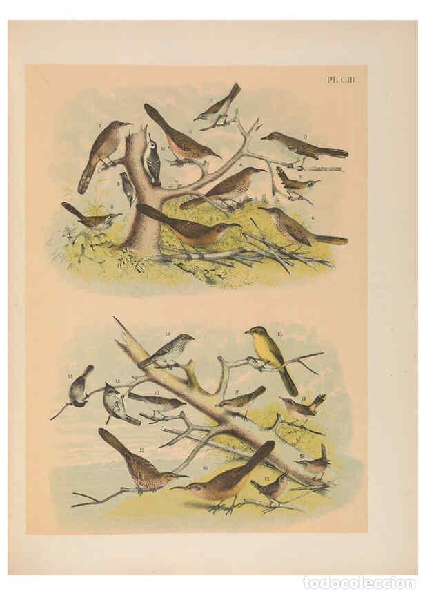 Collezionismo di Riviste e Giornali: Reproducci&oacute;n/Reproduction 6022718916: The birds of North America New York :Published under the auspi