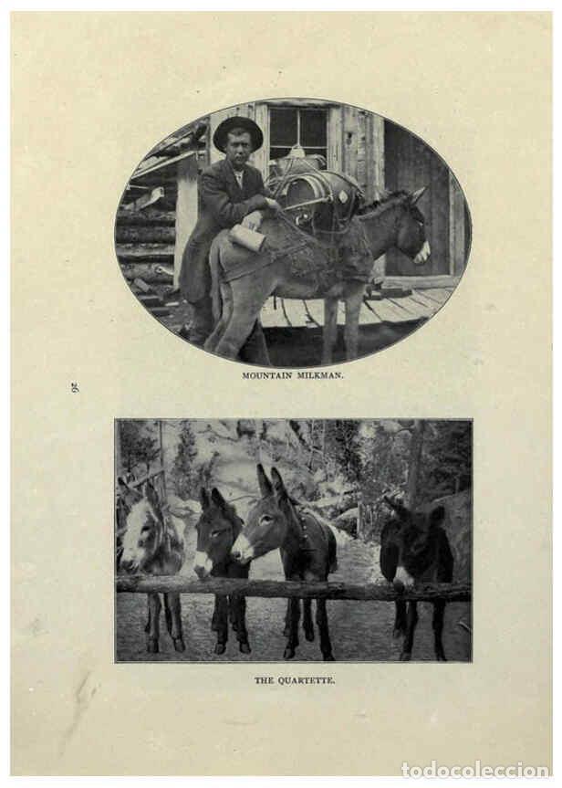 Collezionismo di Riviste e Giornali: Reproducci&oacute;n/Reproduction 6025251821: The Burro book Pueblo, Colo. :S.M. McCandless,c1900 - S. M. Mc