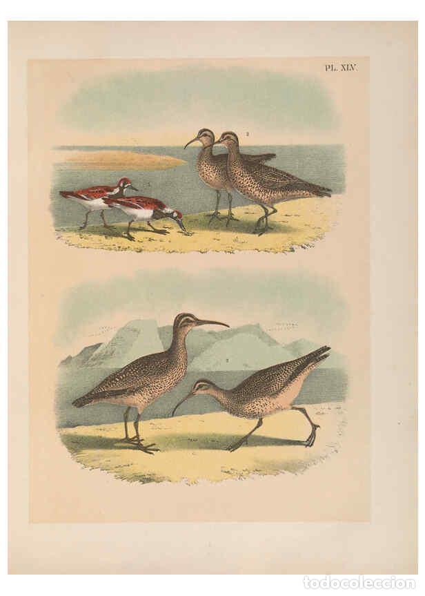 Collezionismo di Riviste e Giornali: Reproducci&oacute;n/Reproduction 6022138881: The birds of North America New York :Published under the auspi
