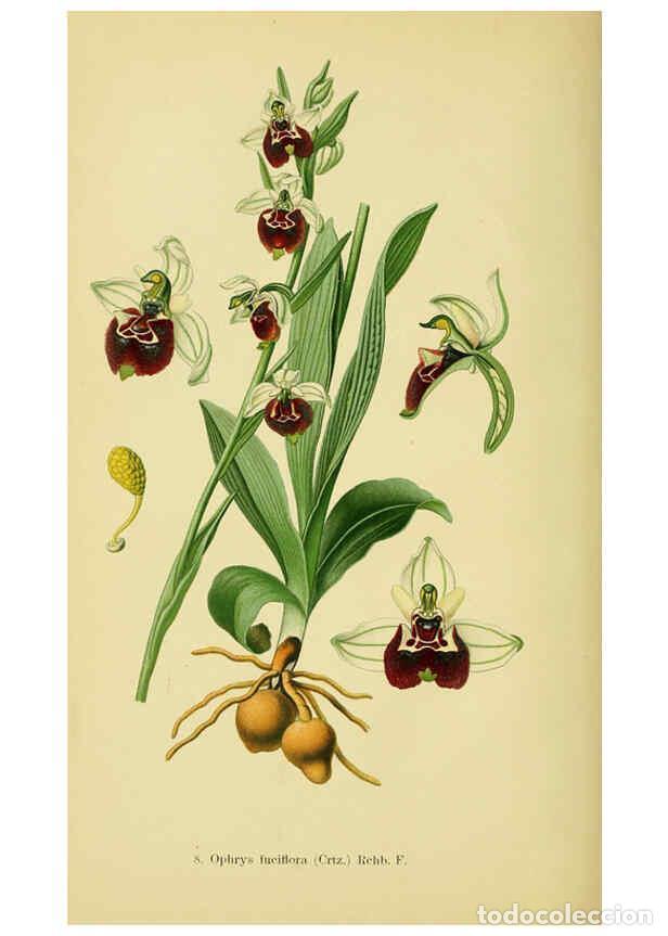 Colecionismo de Revistas e Jornais: Reproducci&oacute;n/Reproduction 6022113714: Abbildungen der in Deutschland und den angrenzenden gebieten v