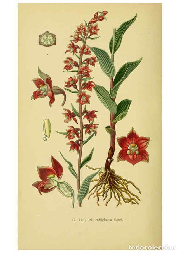 Collectionnisme de Revues et Journaux: Reproducci&oacute;n/Reproduction 6022128248: Abbildungen der in Deutschland und den angrenzenden gebieten v