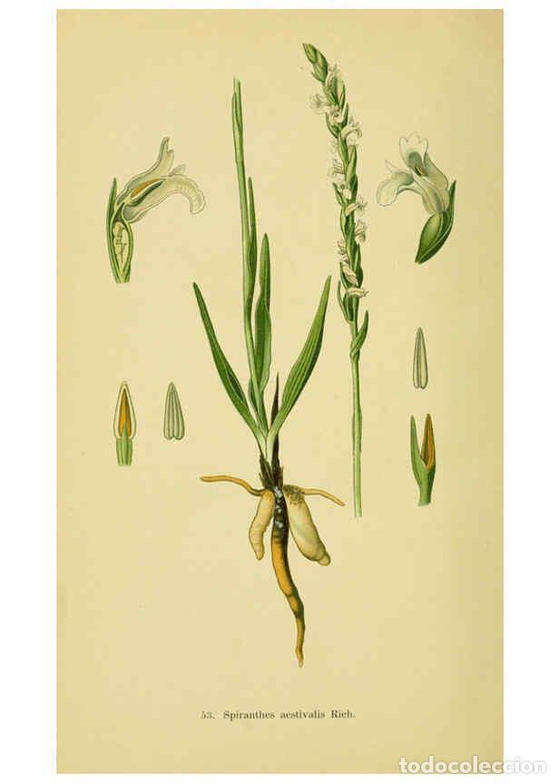 Collectionnisme de Revues et Journaux: Reproducci&oacute;n/Reproduction 6021574843: Abbildungen der in Deutschland und den angrenzenden gebieten v