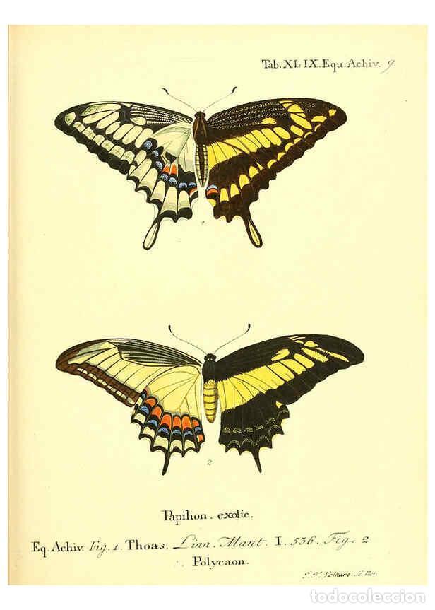 Collectionnisme de Revues et Journaux: Reproducci&oacute;n/Reproduction 6012001131: Die ausl&auml;ndischen Schmetterlinge in Abbildungen nach der Natur