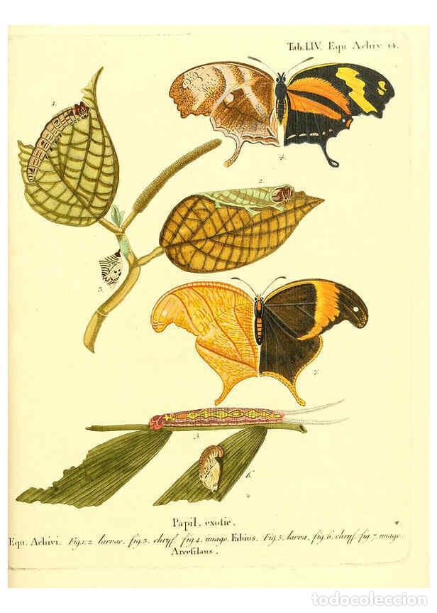 Collectionnisme de Revues et Journaux: Reproducci&oacute;n/Reproduction 6012549134: Die ausl&auml;ndischen Schmetterlinge in Abbildungen nach der Natur