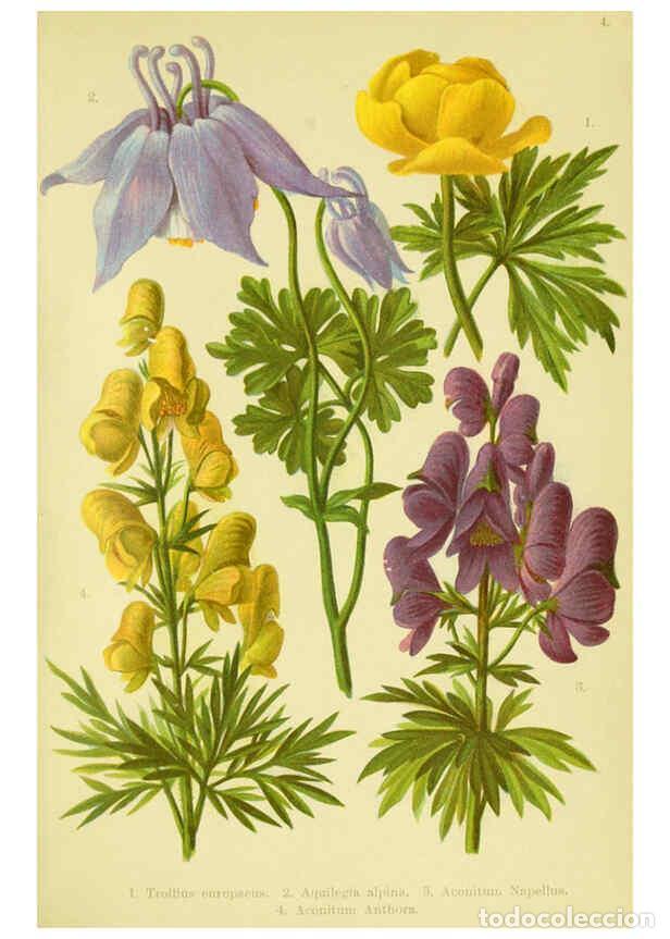 Collectionnisme de Revues et Journaux: Reproducci&oacute;n/Reproduction 6021499337: Alpen-Flora f&uuml;r Touristen und Pflanzenfreunde Stuttgart :Verla