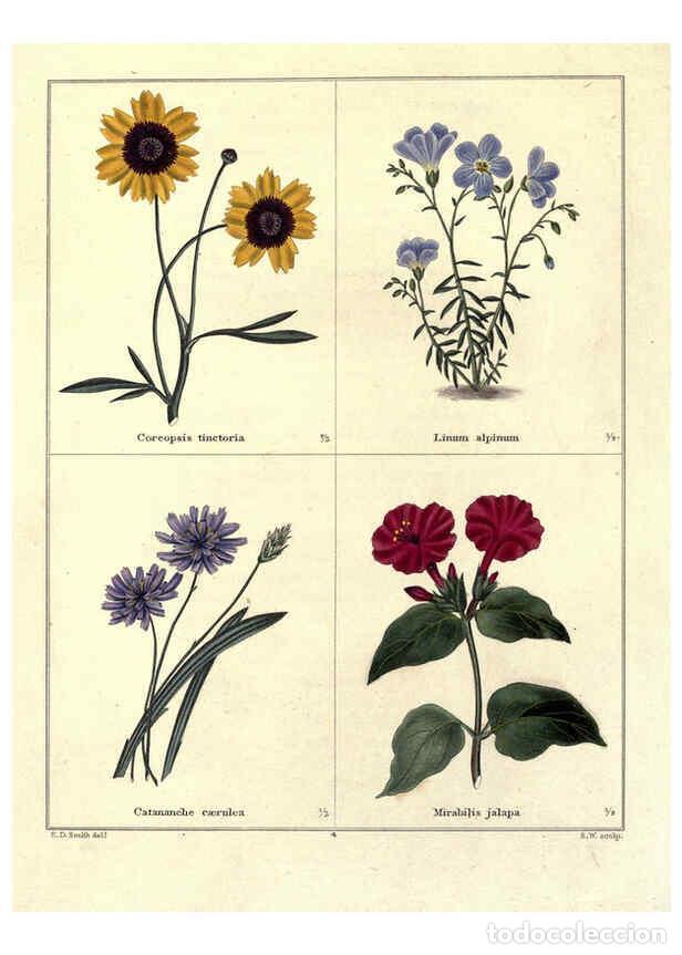 Collection Magazines and Newspapers: Reproducci&oacute;n/Reproduction 6029038388: The botanic garden London :Simpkin & Marshall,1825- - Benjamin