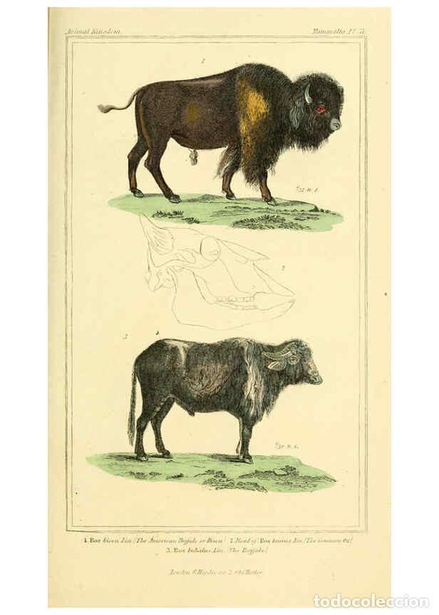 Colecionismo de Revistas e Jornais: Reproducci&oacute;n/Reproduction 6025607221: The animal kingdom, arranged according to its organization, se