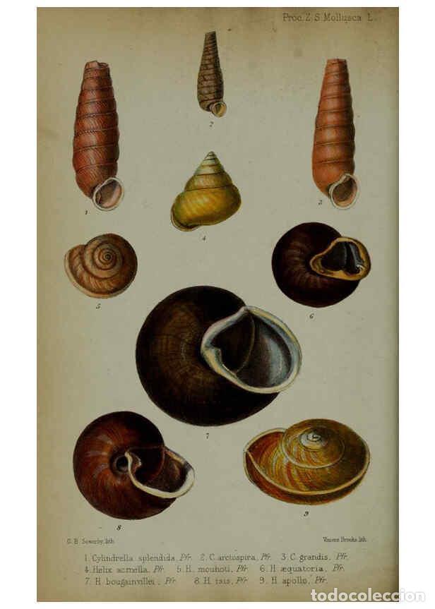 Collectionnisme de Revues et Journaux: Reproducci&oacute;n/Reproduction 6006204810: Proceedings of the Zoological Society of London. 1860. London