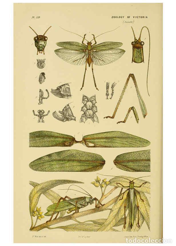 Collectionnisme de Revues et Journaux: Reproducci&oacute;n/Reproduction 6007967713: Natural history of Victoria. Dec.11-15 Melbourne,J.Ferres, gov