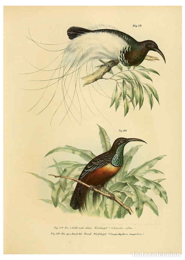 Collection Magazines and Newspapers: Reproducci&oacute;n/Reproduction 6005762668: Bilder-atlas zur Wissenschaftlich-popul&auml;ren Naturgeschichte de