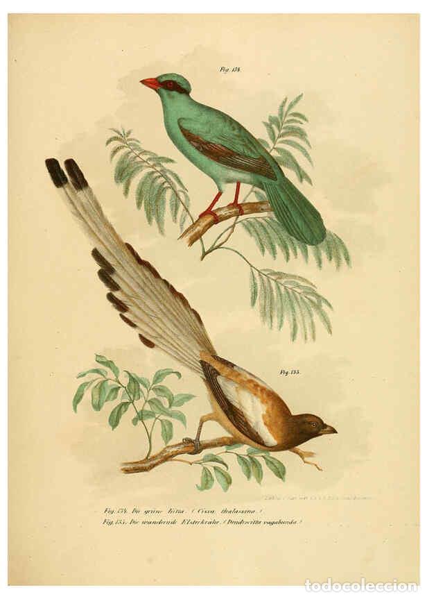 Collection Magazines and Newspapers: Reproducci&oacute;n/Reproduction 6005181719: Bilder-atlas zur Wissenschaftlich-popul&auml;ren Naturgeschichte de