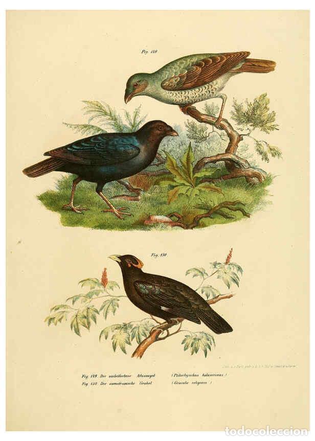 Collection Magazines and Newspapers: Reproducci&oacute;n/Reproduction 6005215601: Bilder-atlas zur Wissenschaftlich-popul&auml;ren Naturgeschichte de