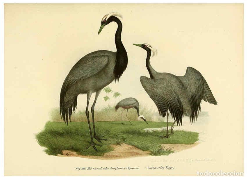 Collezionismo di Riviste e Giornali: Reproducci&oacute;n/Reproduction 6005779852: Bilder-atlas zur Wissenschaftlich-popul&auml;ren Naturgeschichte de