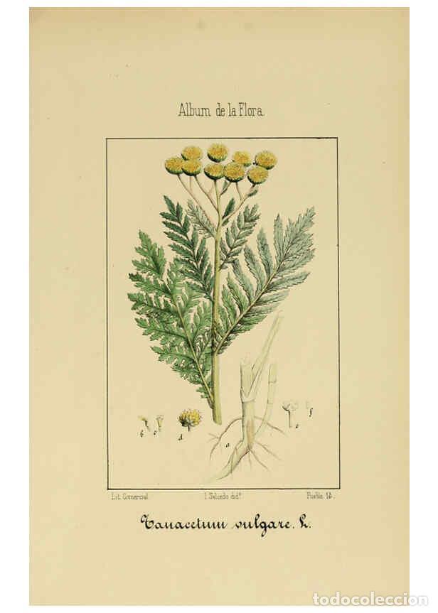 Collezionismo di Riviste e Giornali: Reproducci&oacute;n/Reproduction 6012339832: Album de la flora m&eacute;dico-farmac&eacute;utica &eacute; industrial, ind&iacute;gena y