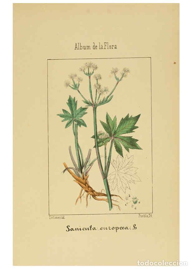Collezionismo di Riviste e Giornali: Reproducci&oacute;n/Reproduction 6011785213: Album de la flora m&eacute;dico-farmac&eacute;utica &eacute; industrial, ind&iacute;gena y