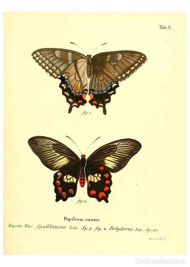 Coleccionismo de Revistas y Peri&oacute;dicos: Reproducci&oacute;n/Reproduction 6012533590: Die ausl&auml;ndischen Schmetterlinge in Abbildungen nach der Natur