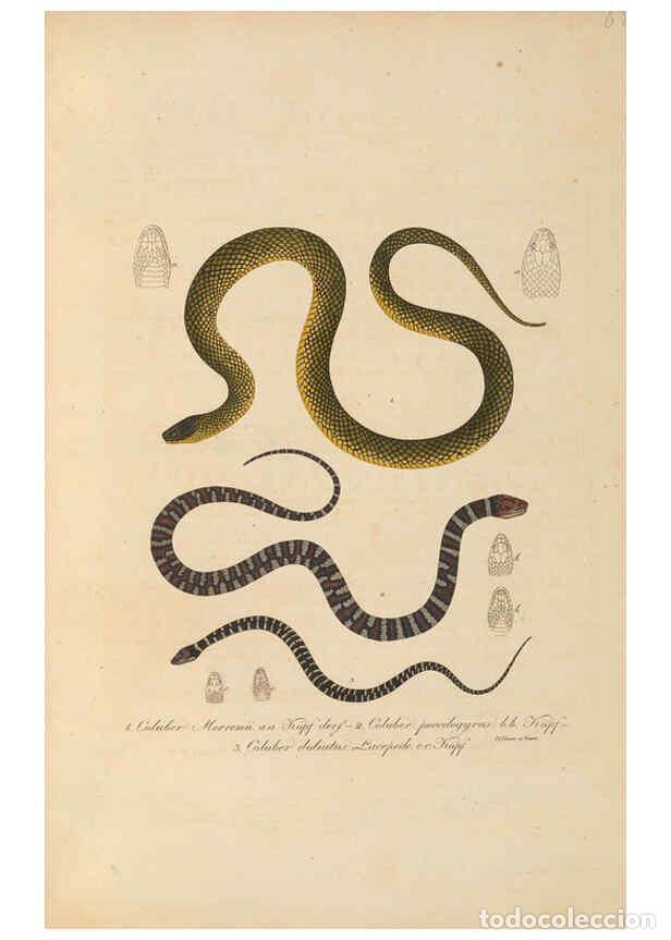 Coleccionismo de Revistas y Peri&oacute;dicos: Reproducci&oacute;n/Reproduction 6012421858: Abbildungen zur Naturgeschichte Brasiliens Weimar :im Verlage