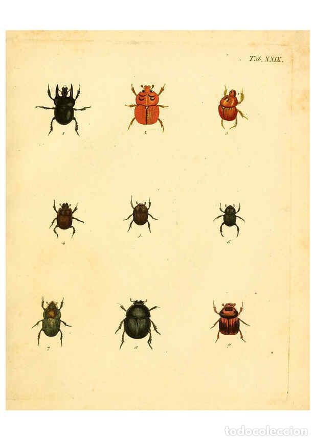 Collection Magazines and Newspapers: Reproducci&oacute;n/Reproduction 6008785214: Abbildungen zu Karl Illiger's Uebersetzung von Olivier's Entom