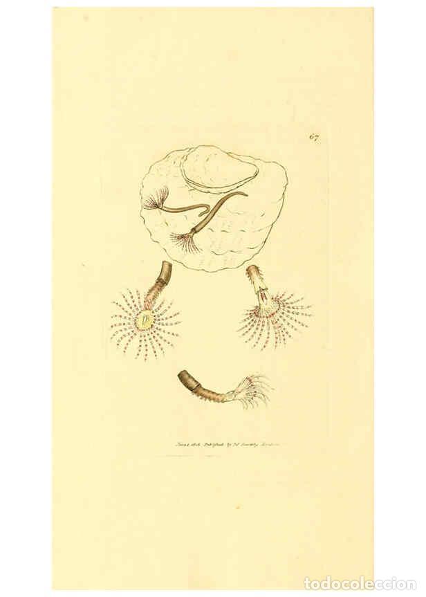 Collection Magazines and Newspapers: Reproducci&oacute;n/Reproduction 6008849980: The British miscellany London :Printed by R. Taylor & Co., and