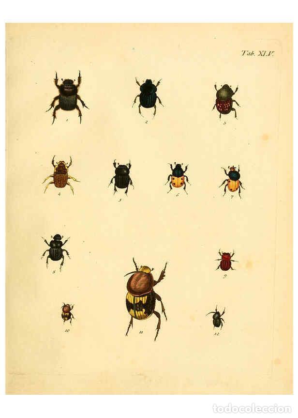 Collection Magazines and Newspapers: Reproducci&oacute;n/Reproduction 6008240701: Abbildungen zu Karl Illiger's Uebersetzung von Olivier's Entom