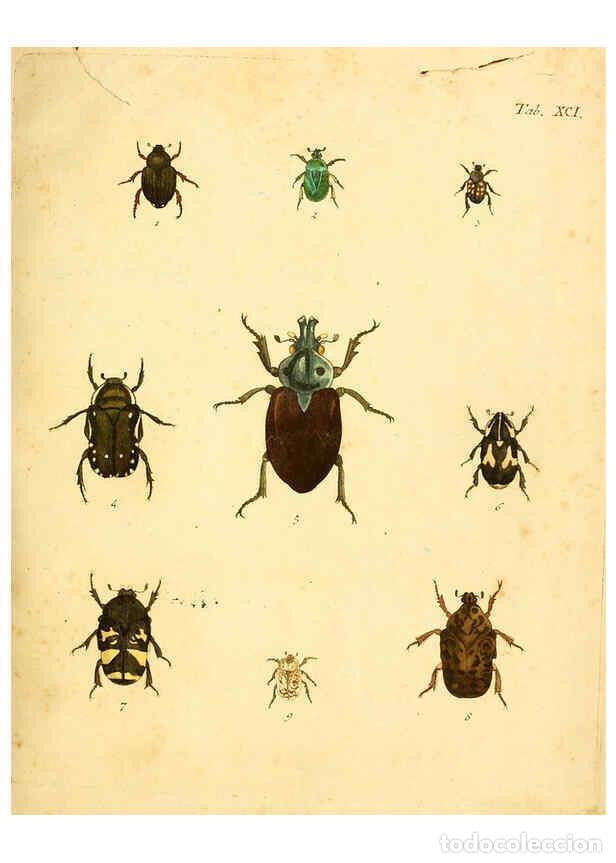Collection Magazines and Newspapers: Reproducci&oacute;n/Reproduction 6008249729: Abbildungen zu Karl Illiger's Uebersetzung von Olivier's Entom