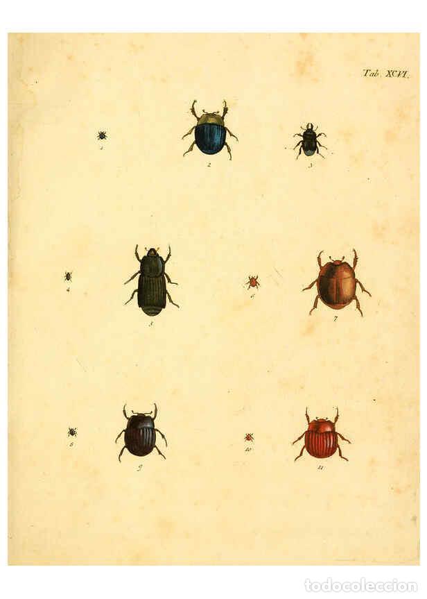 Collection Magazines and Newspapers: Reproducci&oacute;n/Reproduction 6008798186: Abbildungen zu Karl Illiger's Uebersetzung von Olivier's Entom
