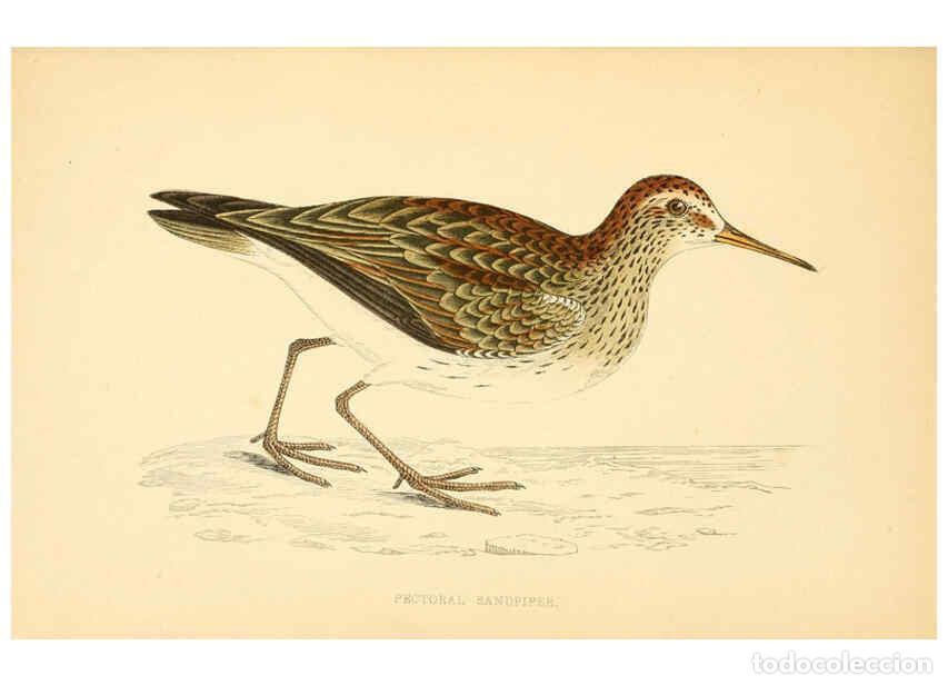 Collectionnisme de Revues et Journaux: Reproducci&oacute;n/Reproduction 6008475609: A history of British birds. v.6 London,Groombridge and Sons,[1