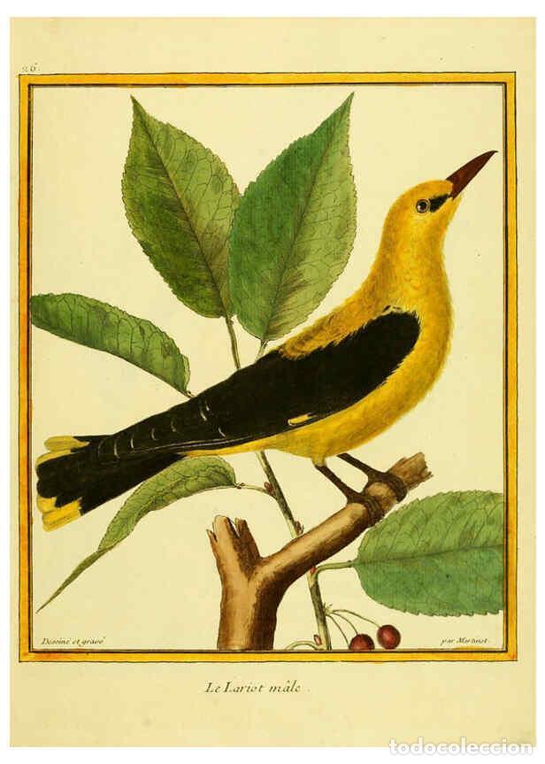 Collectionnisme de Revues et Journaux: Reproducci&oacute;n/Reproduction 6008641193: Planches enlumin&eacute;es d'histoire naturelle t.1 Paris? :s.n.,1765