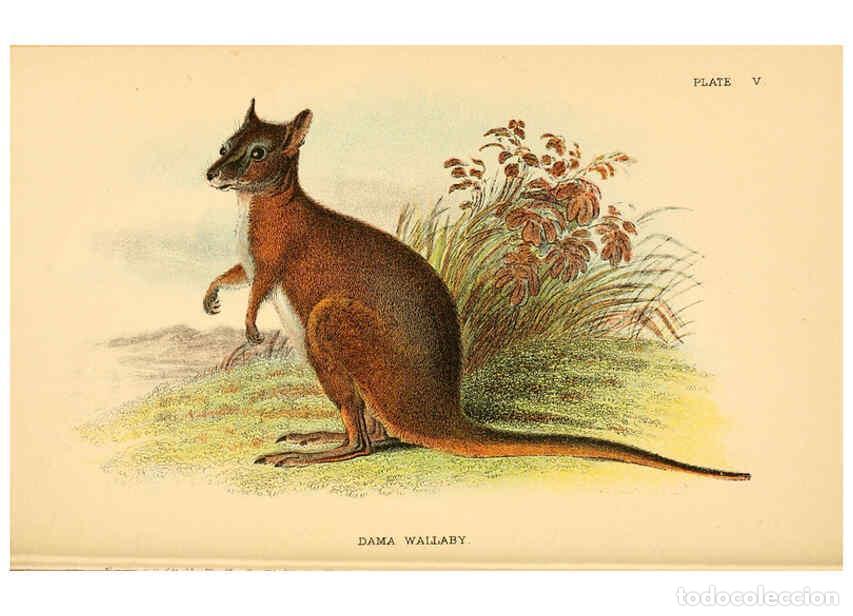 Colecionismo de Revistas e Jornais: Reproducci&oacute;n/Reproduction 6008372925: A hand-book to the marsupialia and monotremata London :E. Lloy