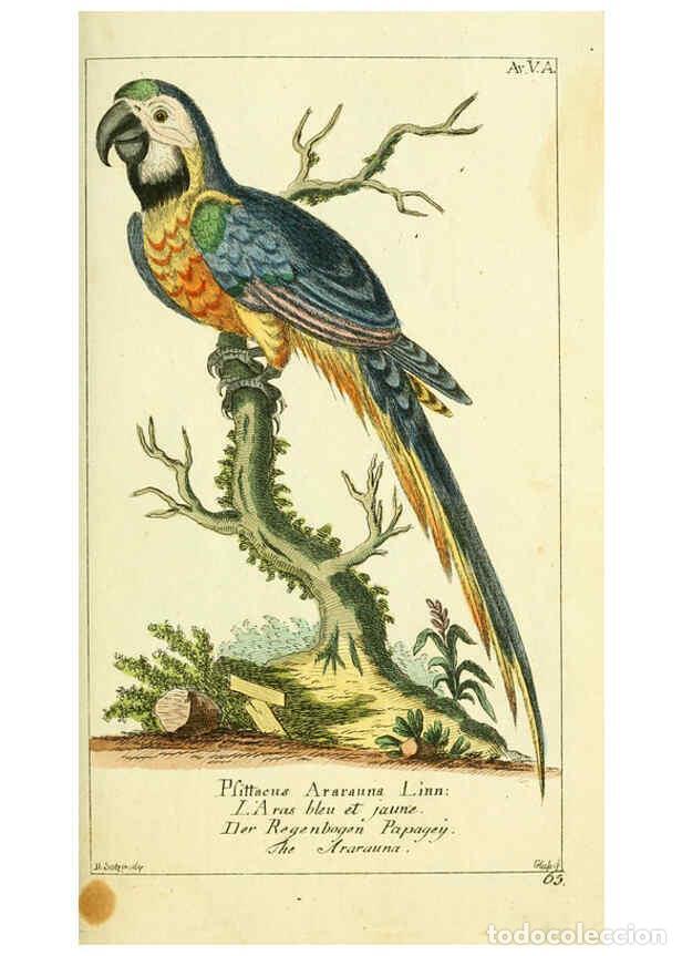 Colecionismo de Revistas e Jornais: Reproducci&oacute;n/Reproduction 6008532507: Gemeinn&uuml;zzige Naturgeschichte des Thierreichs bd 2 plates Berl