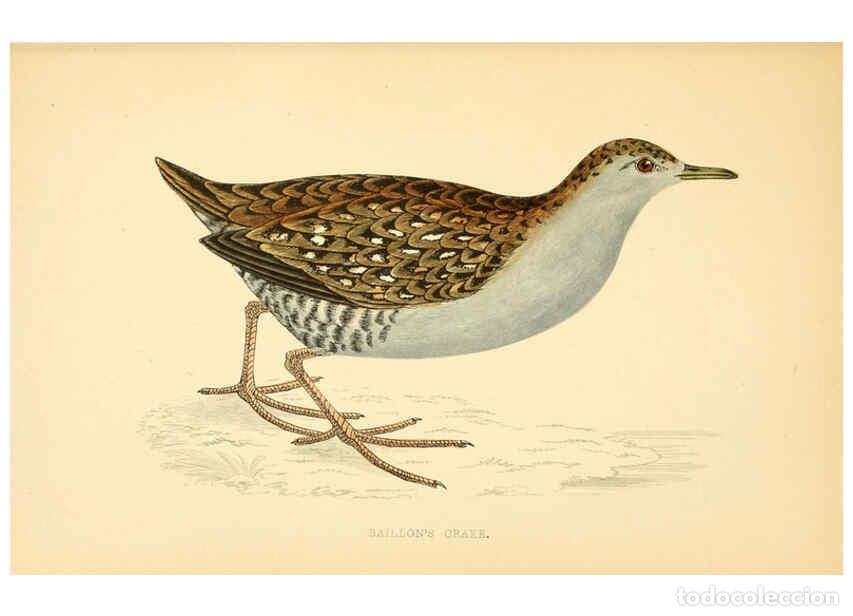 Colecionismo de Revistas e Jornais: Reproducci&oacute;n/Reproduction 6009025158: A history of British birds. v.6 London,Groombridge and Sons,[1