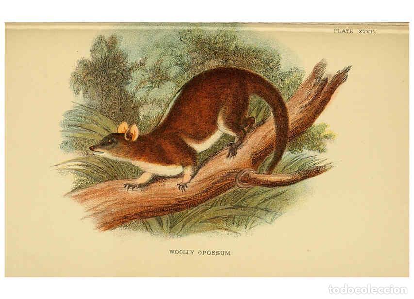 Colecionismo de Revistas e Jornais: Reproducci&oacute;n/Reproduction 6008905790: A hand-book to the marsupialia and monotremata London :E. Lloy