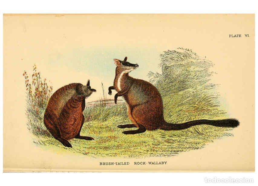 Colecionismo de Revistas e Jornais: Reproducci&oacute;n/Reproduction 6008373189: A hand-book to the marsupialia and monotremata London :E. Lloy