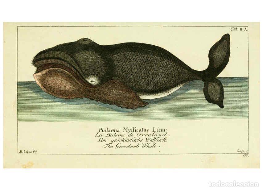 Colecionismo de Revistas e Jornais: Reproducci&oacute;n/Reproduction 6008528637: Gemeinn&uuml;zzige Naturgeschichte des Thierreichs bd 2 plates Berl