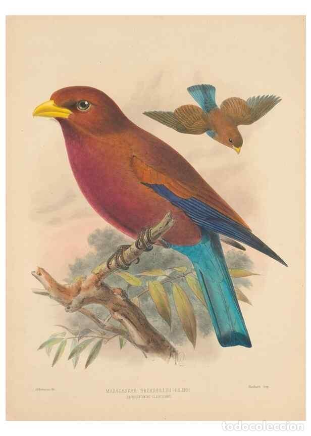 Collection Magazines and Newspapers: Reproducci&oacute;n/Reproduction 48706087863: A monograph of the Coraciidae, or family of the rollers.. Ken