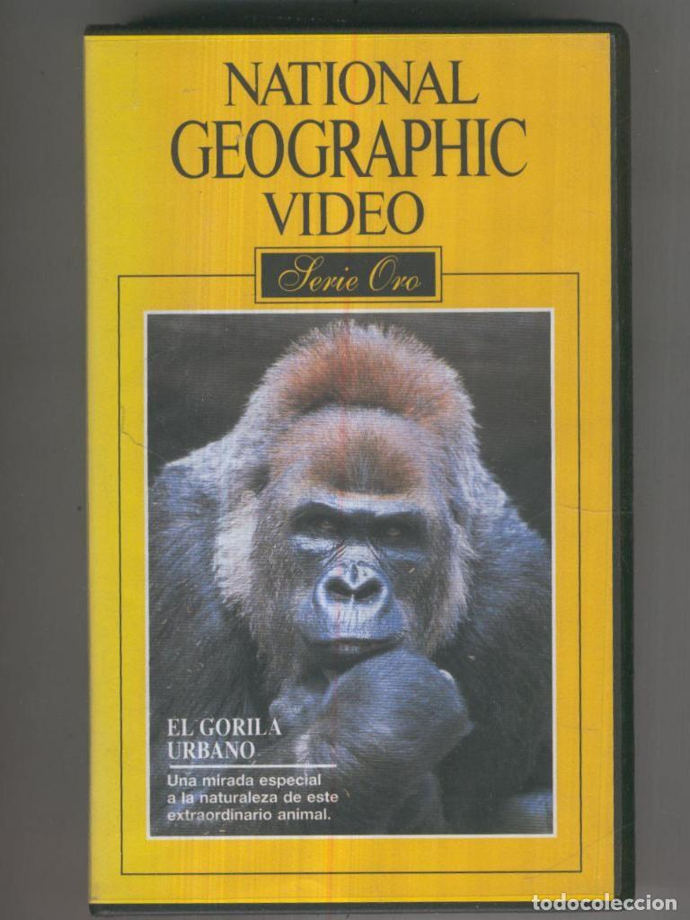 Coleccionismo de Revistas y Peri&oacute;dicos: VHS-Documental: NATIONAL GEOGRAPHIC Serie Oro, No. 05 - EL GORILA URBANO - National Geographic
