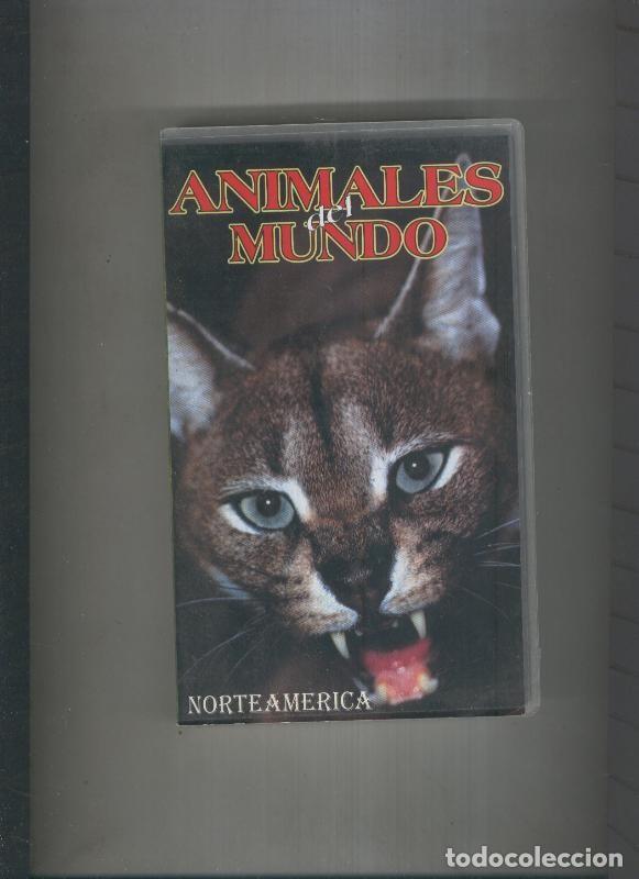 Collezionismo di Riviste e Giornali: Video VHS: Animales del mundo: Norteamerica - Varios