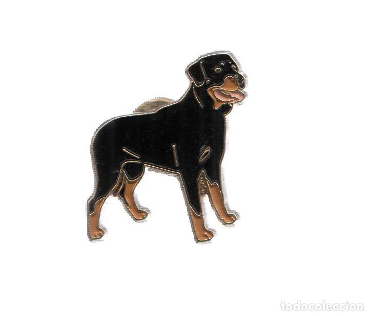 Collezionismo di Riviste e Giornali: PIN: Animales: PERRO - ROTTWEILER
