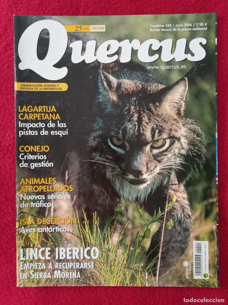 Coleccionismo de Revistas y Peri&oacute;dicos: Quercus - Lince Ib&eacute;rico - Cuaderno 244 - Junio de 2006
