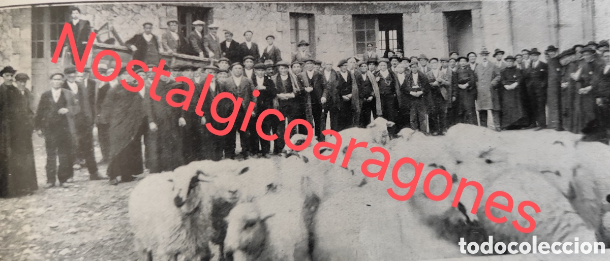 Collezionismo di Riviste e Giornali: Burgos ganado lanar importado Alemania foto revista princ siglo XX 192B