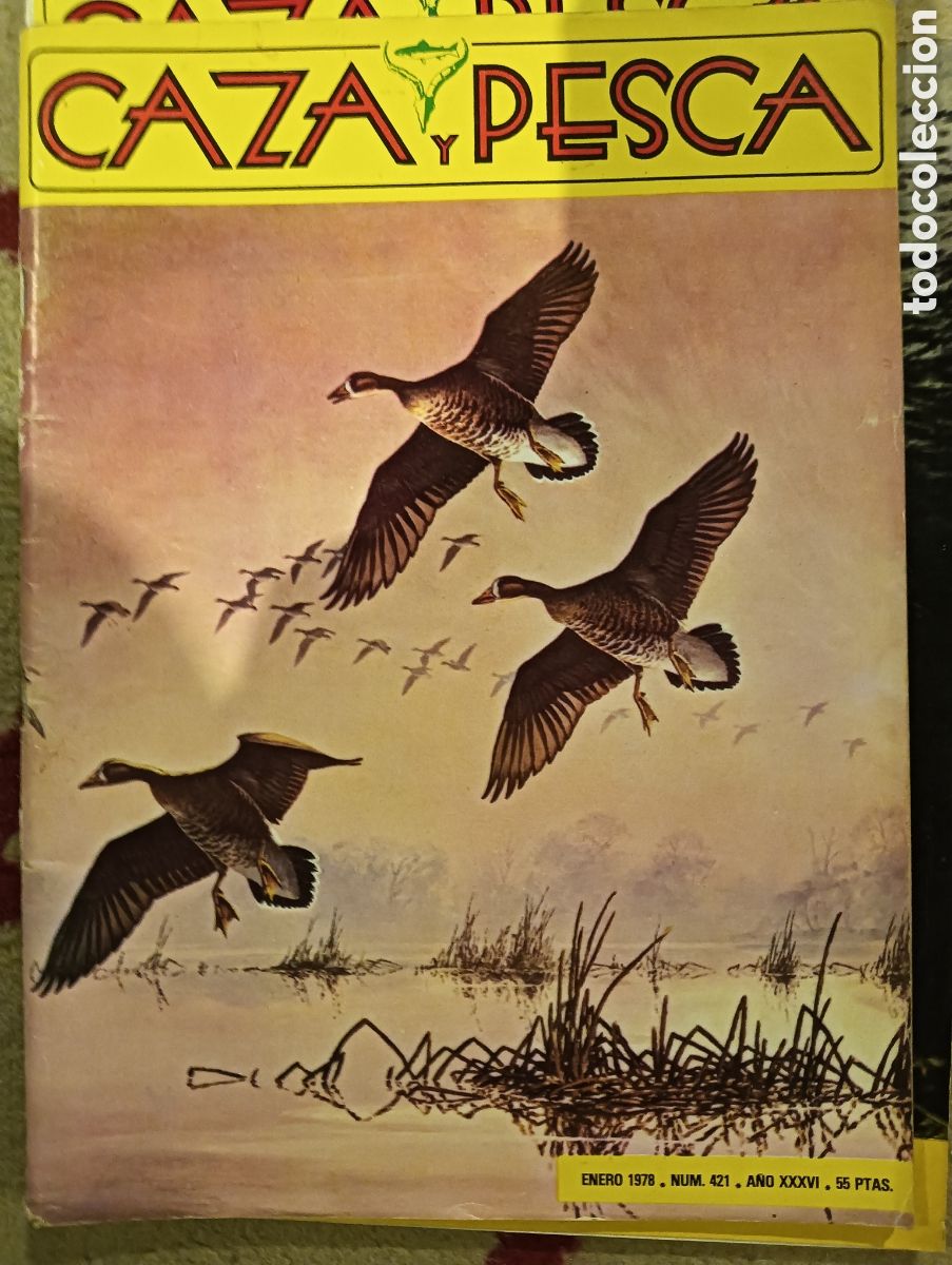 Collezionismo di Riviste e Giornali: Revista caza y pesca enero de 1978 n&uacute;mero cuatrocientos veintiuno