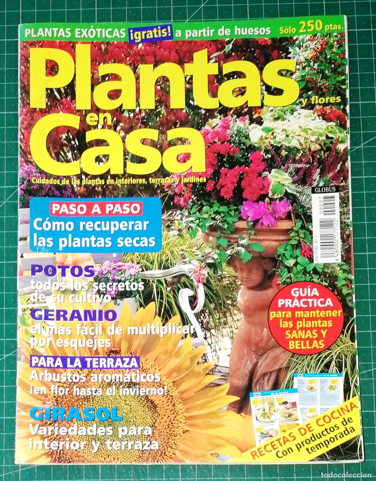 Coleccionismo de Revistas y Peri&oacute;dicos: PLANTAS EN CASA. N&ordm; 7. - Globus Comunicaci&oacute;n, imp. 2001