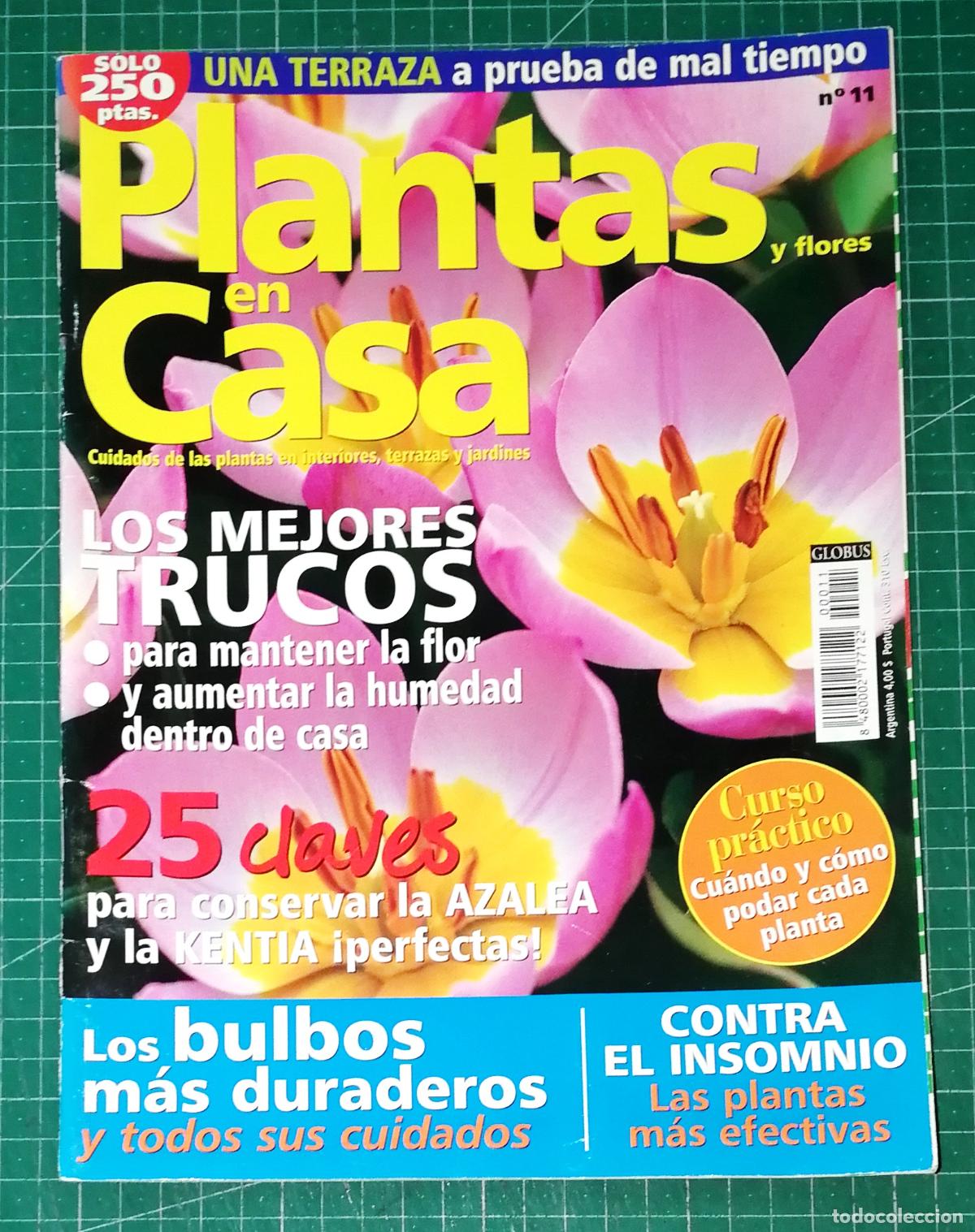 Coleccionismo de Revistas y Peri&oacute;dicos: PLANTAS EN CASA. N&ordm; 11. - Globus Comunicaci&oacute;n, imp. 2001