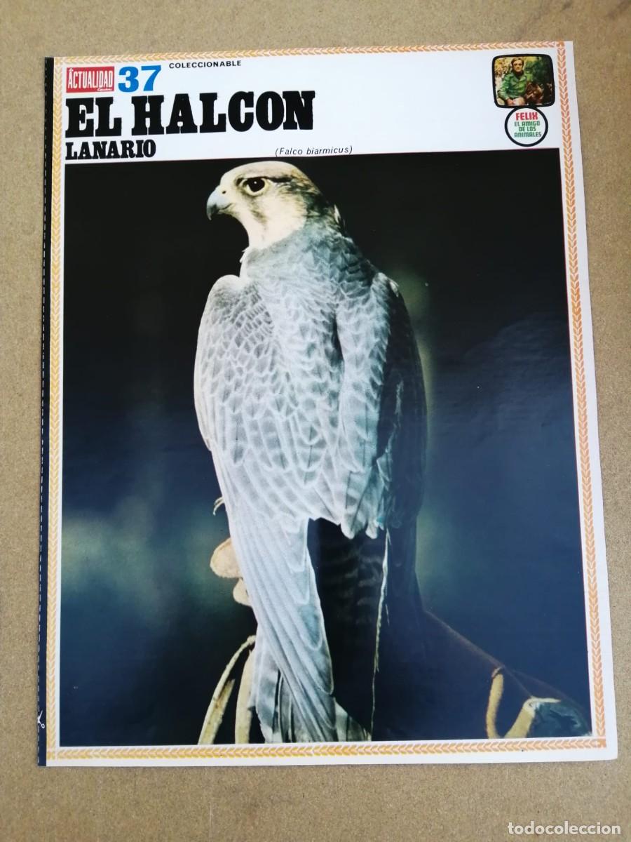 Colecionismo de Revistas e Jornais: FICHA COLECCIONABLE ACTUALIDAD ESPA&Ntilde;OLA 37. RODRIGUEZ DE LA FUENTE. HALCON LANARIO