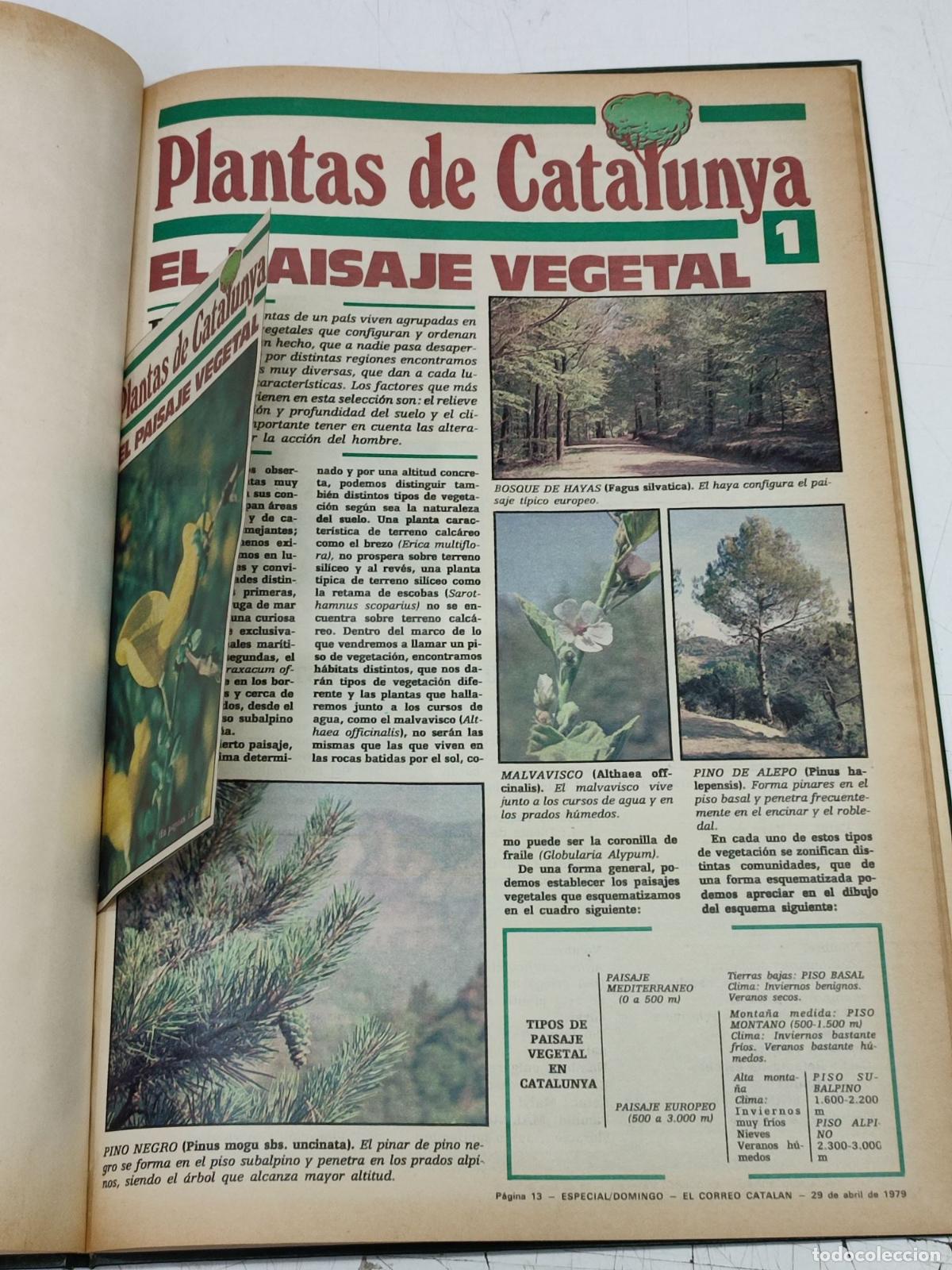 Collezionismo di Riviste e Giornali: PLANTAS DE CATALUNYA, 21 NUMS. + BOLETS, 2 NUMS. SUPLEMENTOS DIARIO EL CORREO CATALAN 1979