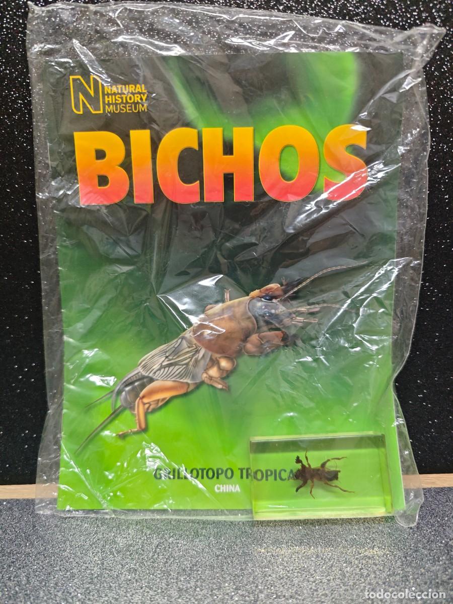 Coleccionismo de Revistas y Peri&oacute;dicos: FACISCULO NATURAL HISTORY MUSEUN GRILLOTOPO TROPICAL