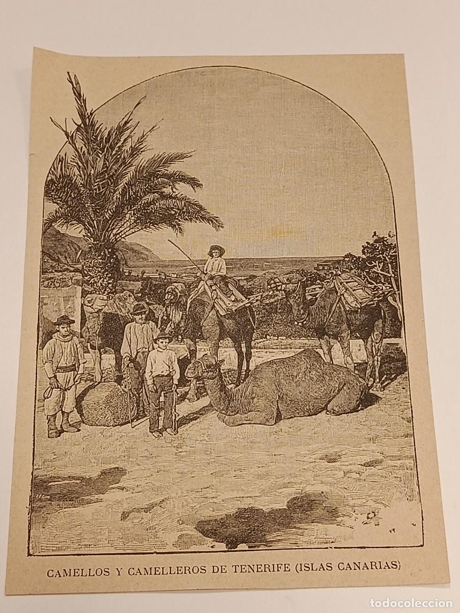 Coleccionismo de revistas y peri&oacute;dicos: &nbsp;Grabado Antiguo c. 1900: &rdquo;Camellos y Camelleros de Tenerife (Islas Canarias)&rdquo;. Costumbrismo.